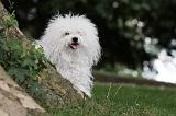 BICHON BOLONAIS 034